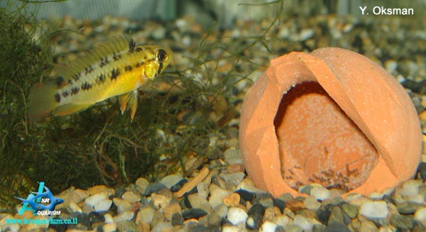 www.israquarium.co.il
